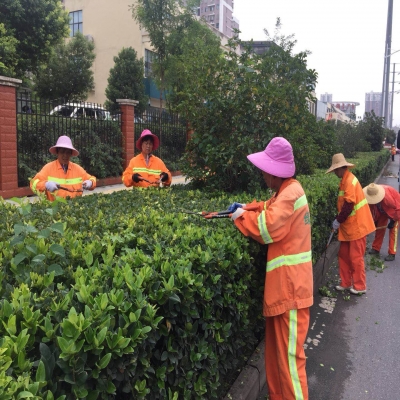 新站區(qū)道路清掃保潔、綠化管養(yǎng)項目